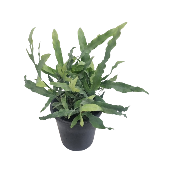 180mm Blue Star Fern - Phlebodium aureum