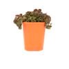 85mm Stonecrop - Sedum Makinoii Tornado