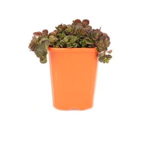 85mm Stonecrop - Sedum Makinoii Tornado