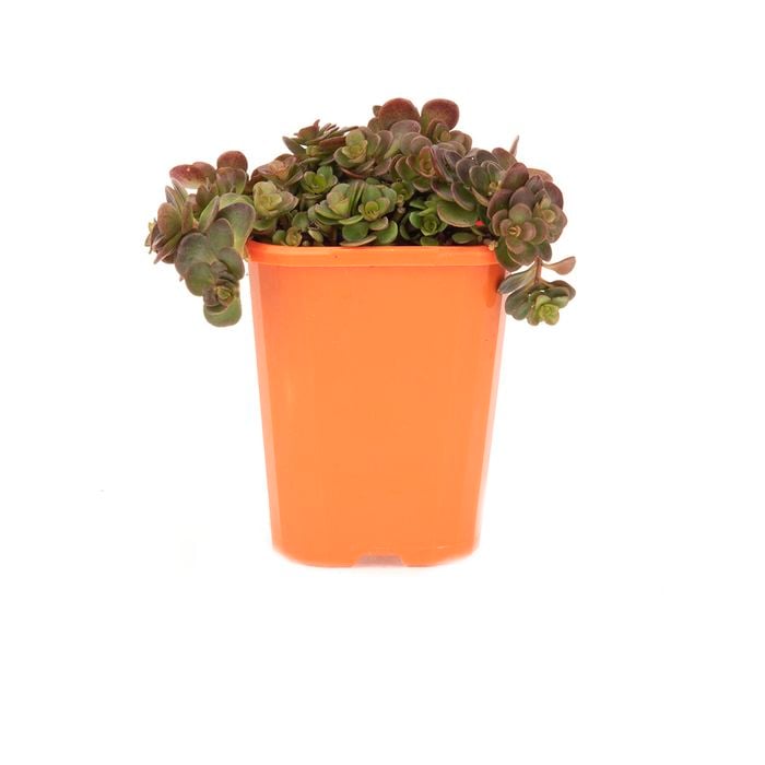 85mm Stonecrop - Sedum Makinoii Tornado