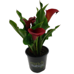 13cm Calla Lily - Zantedeschia