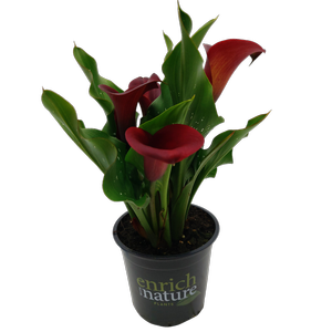13cm Calla Lily - Zantedeschia