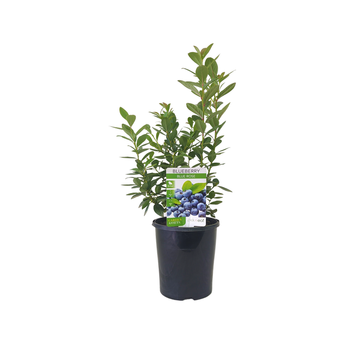 140mm Blueberry Blue Rose - Blueberry vaccinium Corymbosum