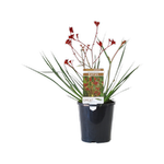 140mm Red Kangaroo Paw - Anigozanthus rufus