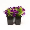 85mm Calibrachoa - Calibrachoa hybrid - 4 Pack