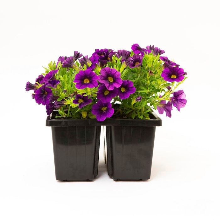 85mm Calibrachoa - Calibrachoa hybrid - 4 Pack
