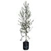25L Olive Assorted - Olea