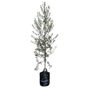 25L Olive Assorted - Olea