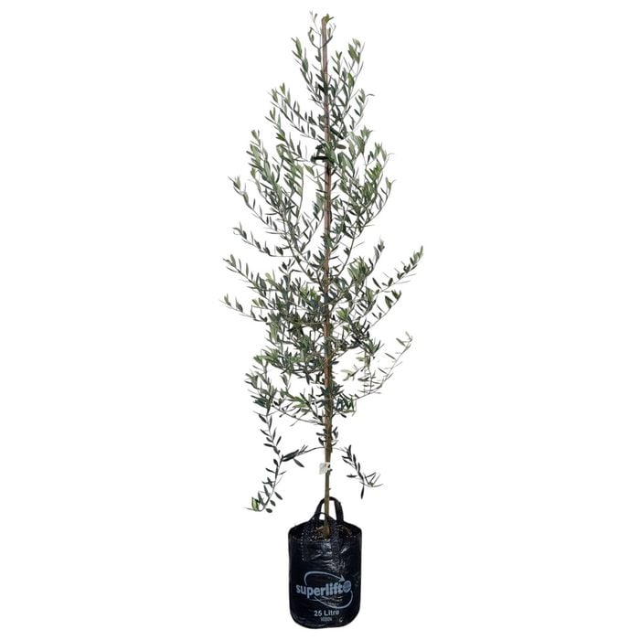 25L Olive Assorted - Olea