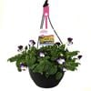 200mm Cool Wave Pansy Violet Wings Hanging Basket - Viola wittrockiana