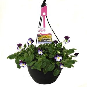 200mm Cool Wave Pansy Violet Wings Hanging Basket - Viola wittrockiana