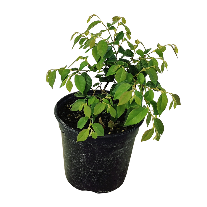 2.5L Chinese Fringe Flower - Loropetalum chinense