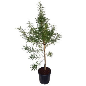 10L Kowhai - Sophora molloyi Dragons Gold