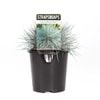 140mm Beyond Blue - Festuca glauca - Straps For Gaps Range