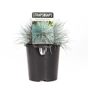 140mm Beyond Blue - Festuca glauca - Straps For Gaps Range