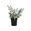 140mm Westringia Longifolia