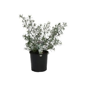 140mm Westringia Longifolia