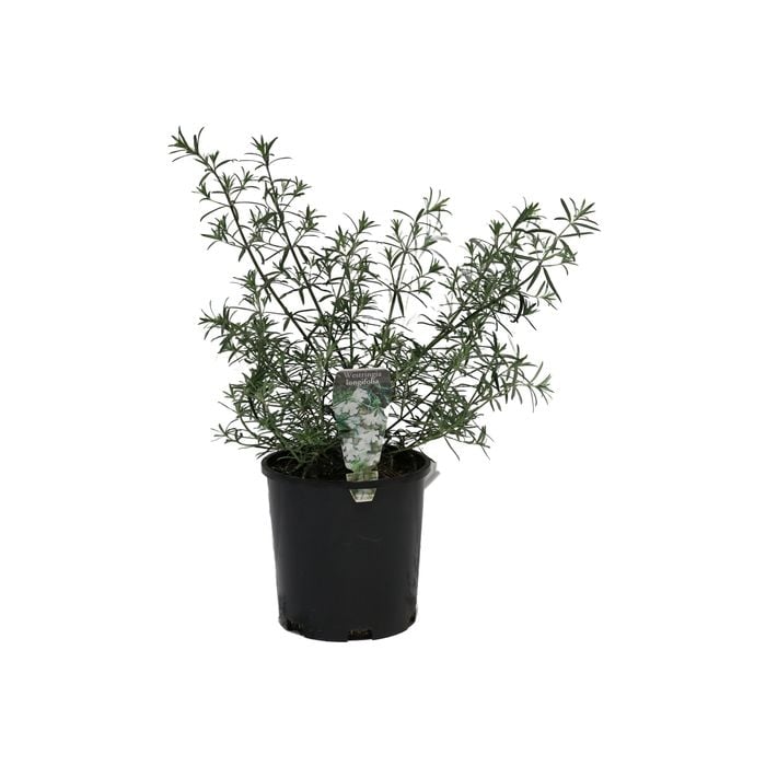140mm Westringia Longifolia