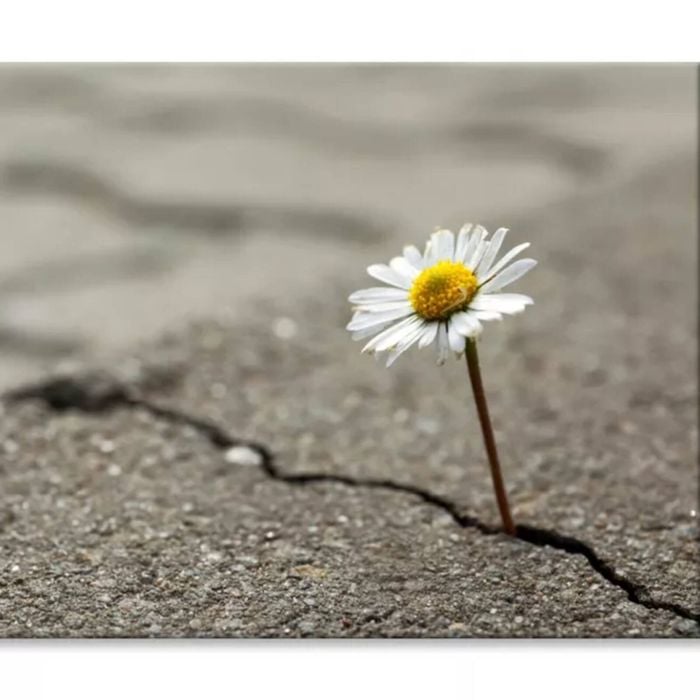 Beautiful Flower Growing Out of Crack  Print 100% Australian Made 75 x 50cm  (Stretched)