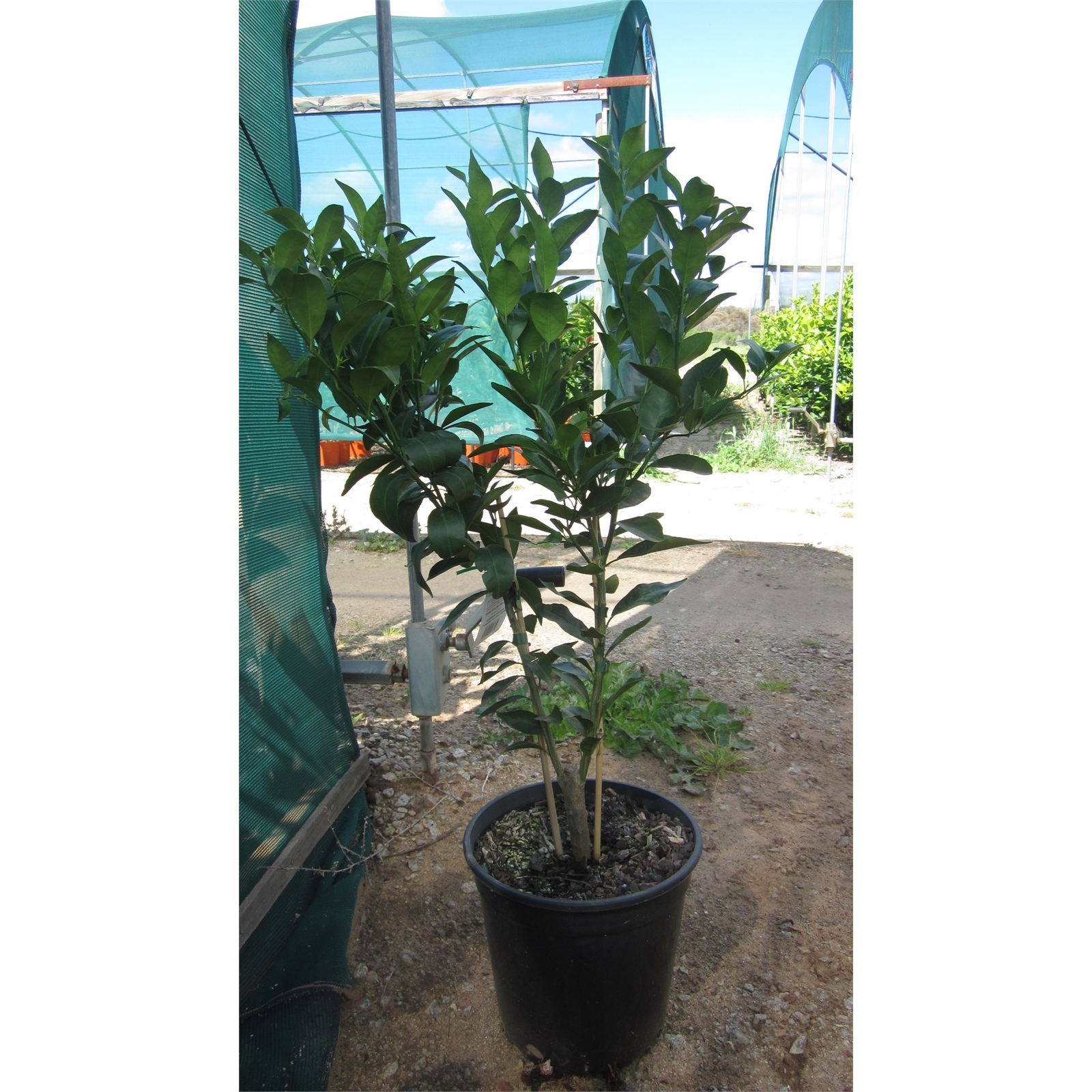 250mm Orange Washington Navel thumbnail 2