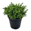 4L Hebe - Hebe Diosmifolia