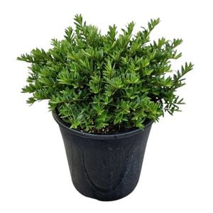 4L Hebe - Hebe Diosmifolia