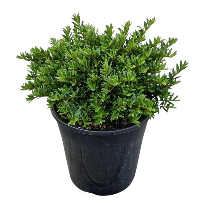 4L Hebe - Hebe Diosmifolia