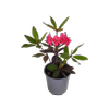 2L Vireya Terebintha - Rhododendron vireya
