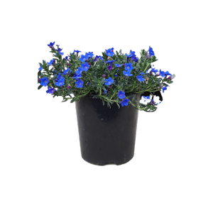 2L Lithodora Grace Ward - Lithodora diffusa