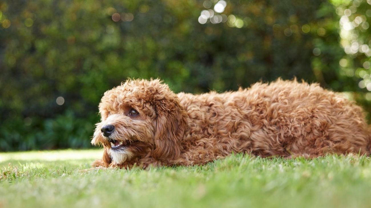 Brown, fluffy dog laying on green grass