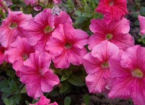 DIY Advice Image - What to plant in spring . G Drive blob storage upload.