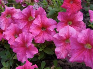 DIY Advice Image - What to plant in spring . G Drive blob storage upload.