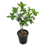 3.3L Vireya Greers Pink - Vireya