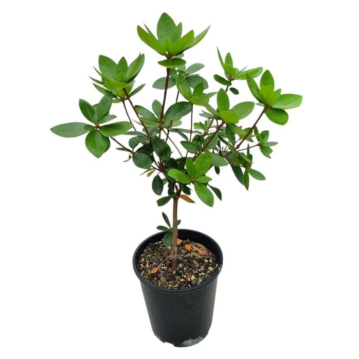 3.3L Vireya Greers Pink - Vireya