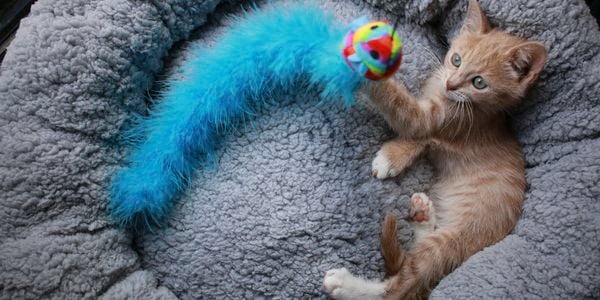 A small orange-coloured kitten lying in a grey pet bed, keeps busy by batting at a blue fuzzy toy with a colourful ball at the end