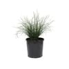 200mm Lomandra Seascape