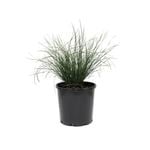200mm Lomandra Seascape