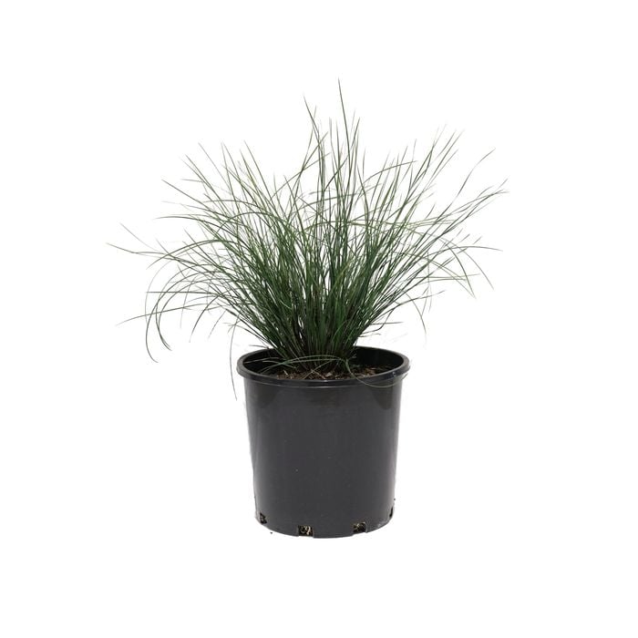 200mm Lomandra Seascape