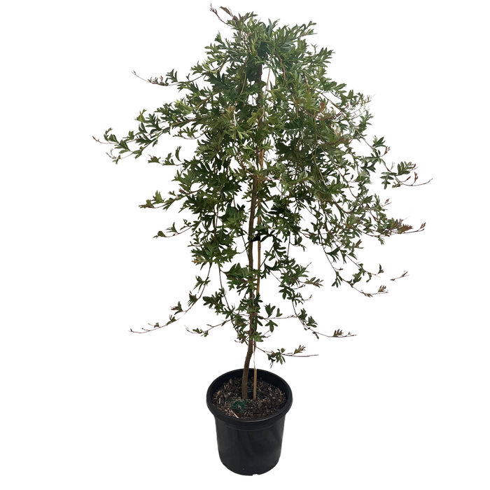 300mm Grevillea Gaudi Chaudi Standard