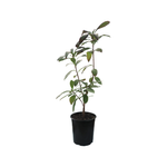 2.5L Climbing Rose - Rosa
