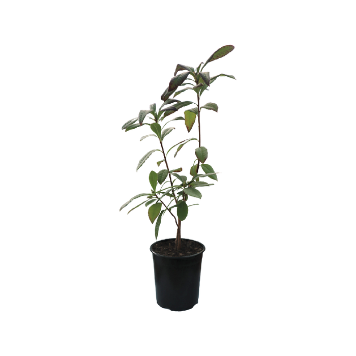 2.5L Climbing Rose - Rosa
