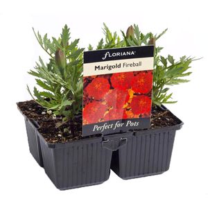 4 Cell Marigold Fireball - Tagetes patula