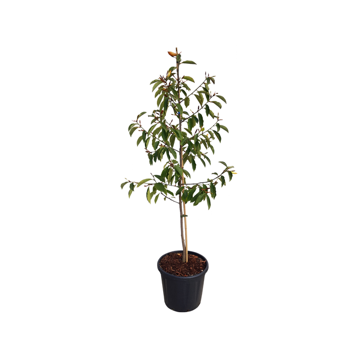 30L Michelia Starbright