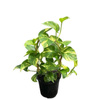 180mm Devils Ivy Hoop - Epipremnum aureum