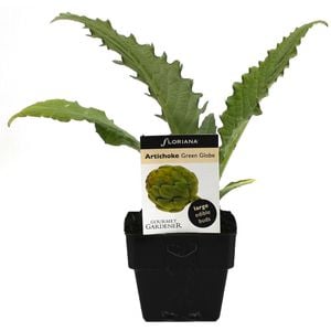 100mm Artichoke - Cynaria scolymus