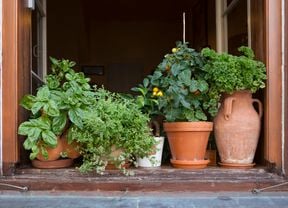 Range of herbs on a wooden windowsill. 