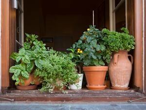 Range of herbs on a wooden windowsill. 