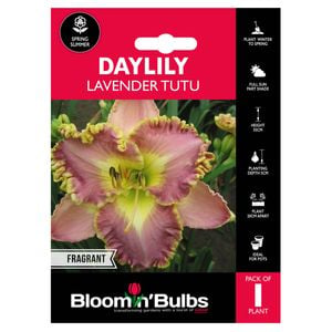 Bloomin' Bulbs Summer Red Daylily Lavender Tutu - 1 Pack
