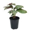 125mm Ctenanthe Greystar - Ctenanthe setosa