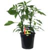 180mm Chilli Jalapeno - Capsicum annuum